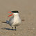 Caspian Tern